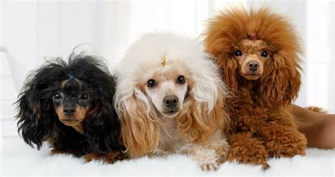 Do you know how many Poodle colors there are? Which is the best? - K9 Web