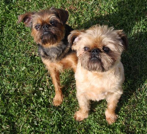 Know the Brussels Griffon Breed | National Brussels Griffon Rescue, Inc.