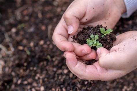 Plant Care Tips, Ideas, and Techniques | Gardening Tips