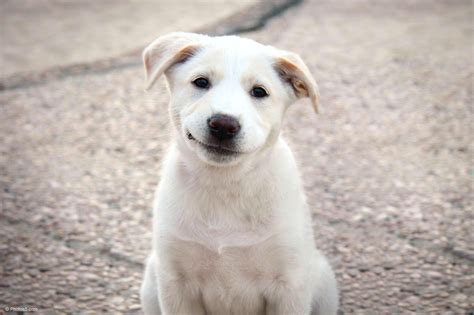 Smiling White Puppy Dog - Boxist.com Photos Portfolio