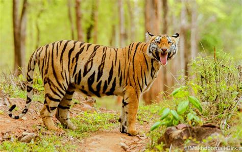 Tadoba National Park |Tour Packages| Online Safari Booking | Hotels| Tiger safari