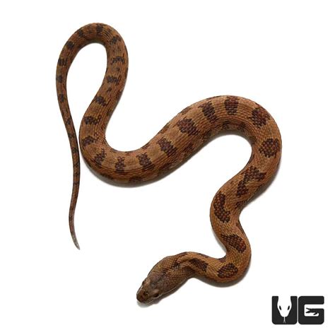 Baby Brown Water Snakes For Sale - Underground Reptiles