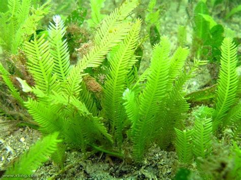 Caulerpa Taxifolia or Killer Alga | Center for Invasive Species Research