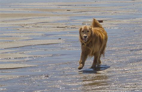 Happy Dog at Beach Photograph by Natalie Rotman Cote - Pixels