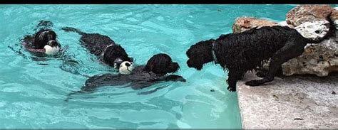 Portuguese Water Dog/Breeders Club Worldwide