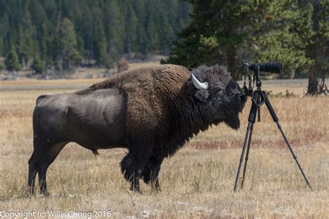 Wildlife Photography Turns Scary When Bison Charges at Photographer in ...