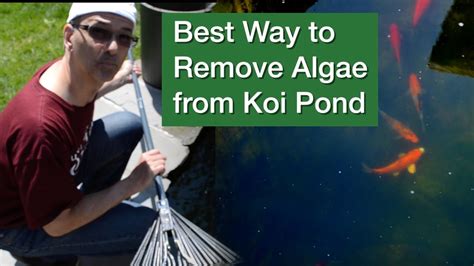 How to Get Rid of Algae in a Koi Pond: Proven Tips