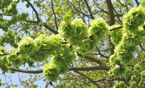 Wych Elm flowers and fruit - Tree Guide UK - Wych elm