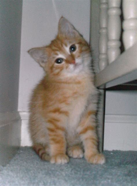 ADOPTED 5/19/12:Noah here. I'm available for adoption too. I'm an orange Tabby who is a bit on ...