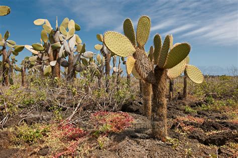 travel4pictures | Galapagos giant cactus, Santa Cruz | Galapagos giant cactus