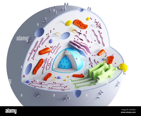 Los orgánulos celulares de animales. Equipo ilustraciones mostrando las ...