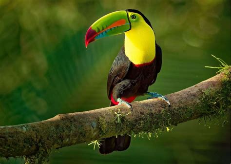 Toucan Behavior - AnimalBehaviorCorner