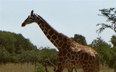 Mount Kenya National Park - Kenya Tourist Attractions