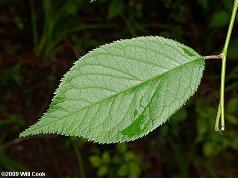 American Plum (Prunus americana)