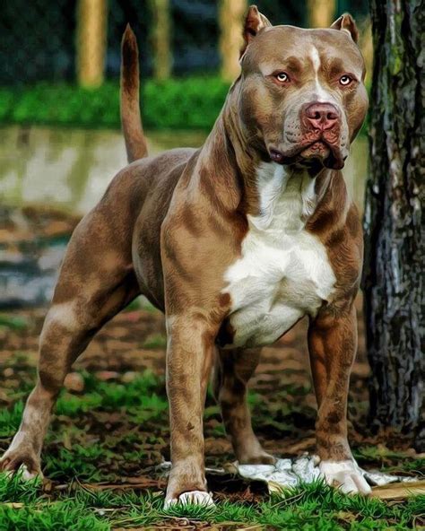 169 best images about Love My Pit Bulls!! ️ ️ on Pinterest | Shelters ...