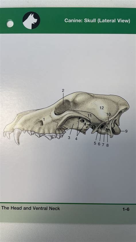 canine skull lateral view Diagram | Quizlet