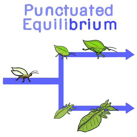 Punctuated Equilibrium — Definition & Overview - Expii