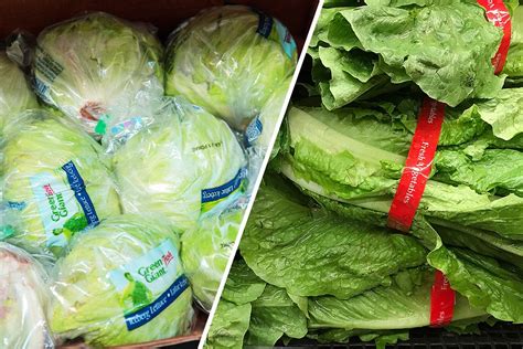 Iceberg Lettuce vs Romaine | Health Benefits, Storage and How to Use