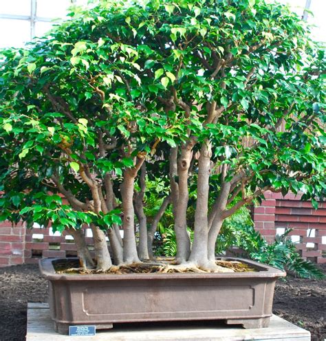 Weeping Fig bonsai, Ficus benjamina, which has been in training since ...