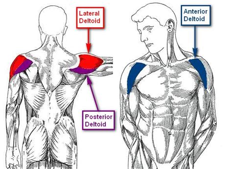 Lateral Deltoid: Functional Anatomy Guide • Bodybuilding Wizard