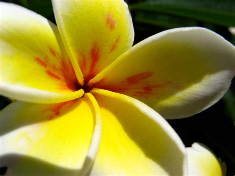 Yellow and white flower by juvieira on deviantART