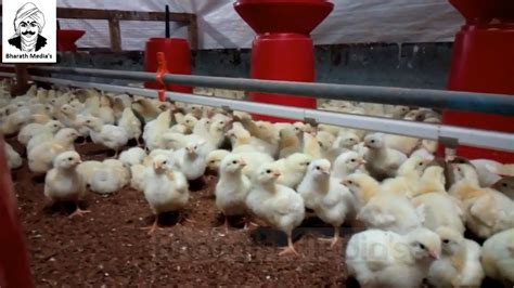 Broiler Chicken Farming - Brooding - YouTube