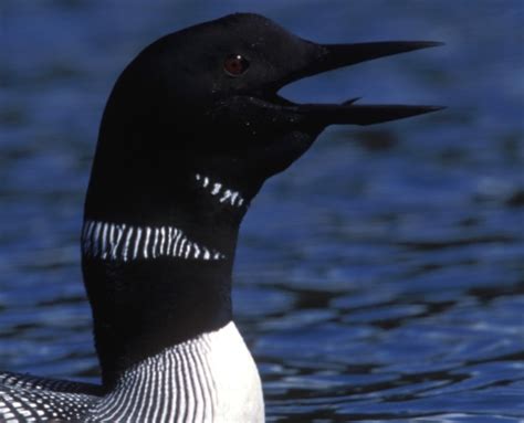 The Call of the Loon – Loon Preservation Committee