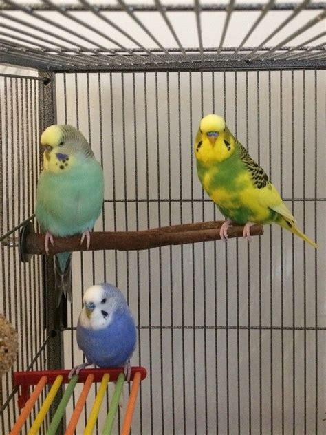 3 Budgies with large flight cage and accessories | in Ibrox, Glasgow | Gumtree