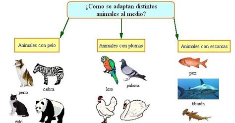 En realidad Reino ventilador animales con pelos plumas escamas y piel ...