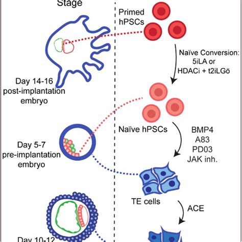 Derivation of human trophoblast stem cells (hTSCs) from naïve human... | Download Scientific Diagram