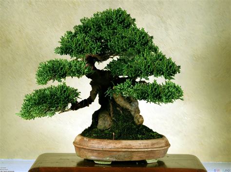 Imperial Bonsai Trees - How To Start Growing A Tree From The Japanese Imperial Palace Tree ...