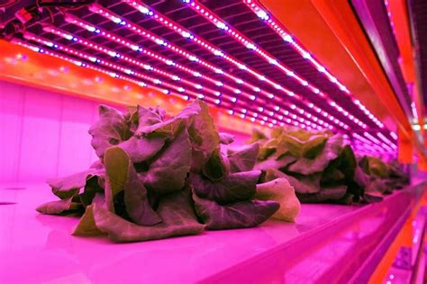 Vertical Farming Companies See Funding Drought - Nanalyze