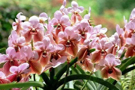 Waling-waling: The Queen of Philippine Orchids