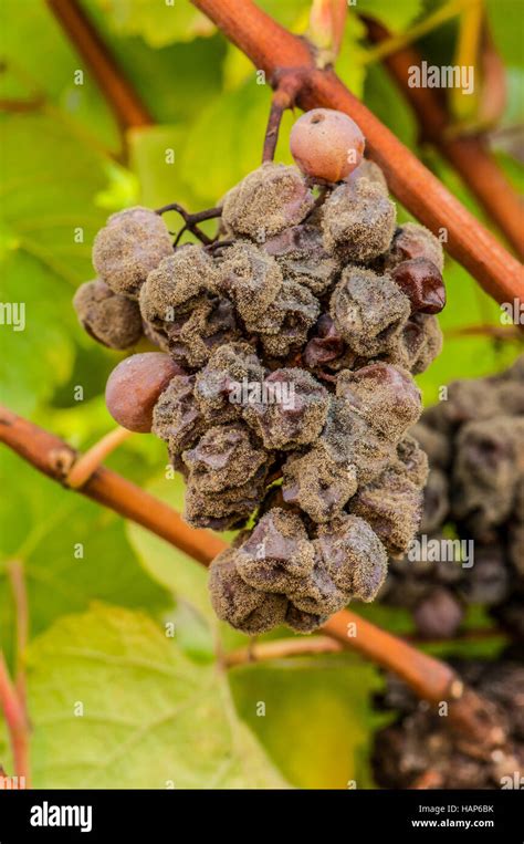 Noble rot of a wine grape, grapes with mold, Botrytis, Sauternes ...