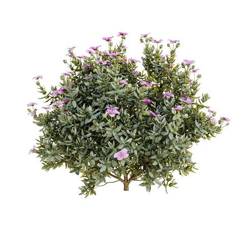 Cistus albidus - Download the 3D Model (27266) | zeelproject.com