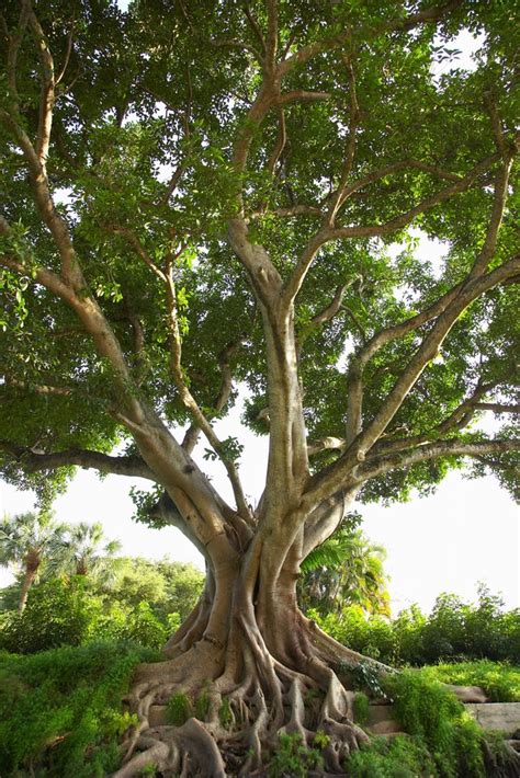 Terpopuler 25+ Ficus Religiosa