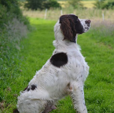 French Spaniel Breed Guide - Learn about the French Spaniel.