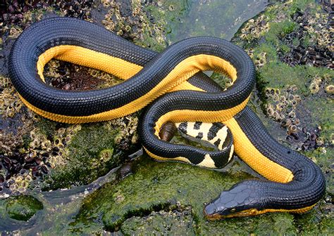 Yellow-bellied Sea Snake in December 2006 by Flaxington · iNaturalist