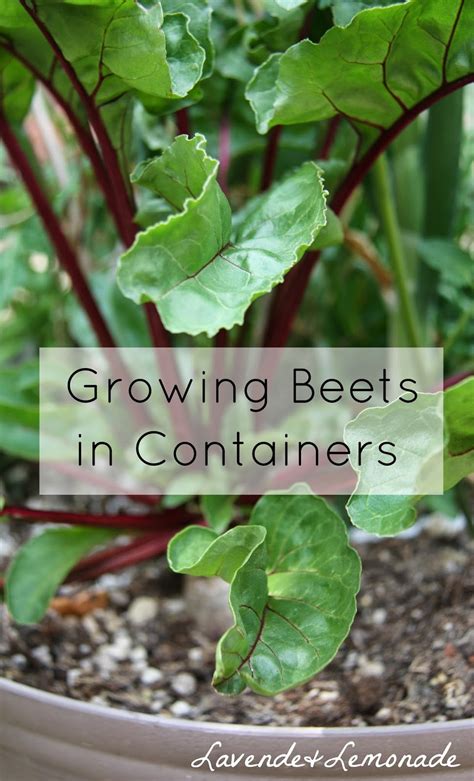 How to grow beets in containers |Lavende and Lemonade