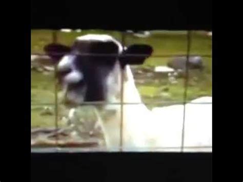 Taylor Swift Goat Remix Re Remix Vine By Will Sasso - YouTube