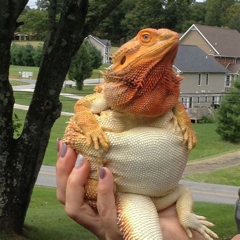 Pin by turtleduck on All Things Beardie | Bearded dragon cute, Cute reptiles, Baby bearded dragon