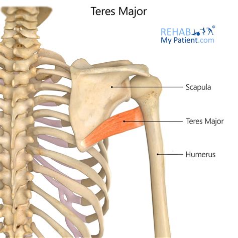 Teres Major | Rehab My Patient