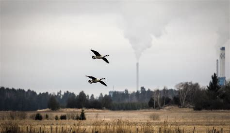 What Can Birds Tell Us About Air Pollution? | Audubon