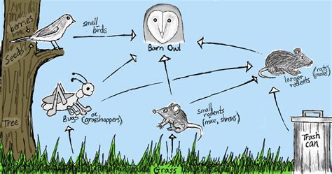 Owl Food Chain - Digital by Art3mis-X on DeviantArt