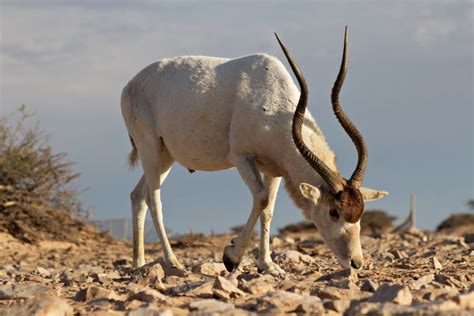 Animals With Horns – Pictures & Facts On Amazing Horned Animals