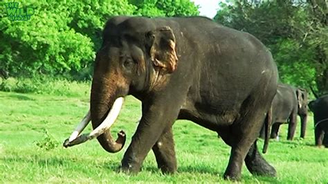 The magnificent alpha tusker with THICK tusks - Wild Elaphant Video