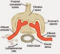 Medical Treatment Pictures-for Better Understanding: Gitelman Syndrome