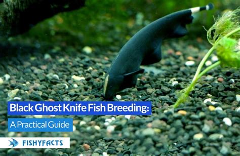 Black Ghost Knife Fish Breeding: A Practical Guide : r/fishyfactsite