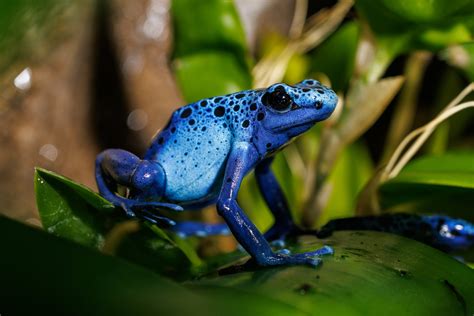 Blue Poison Dart Frog · Tennessee Aquarium