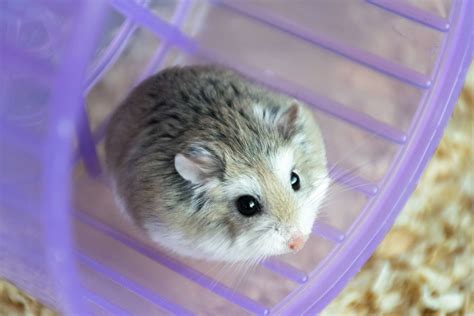 5 of the Most Popular Hamster Breeds